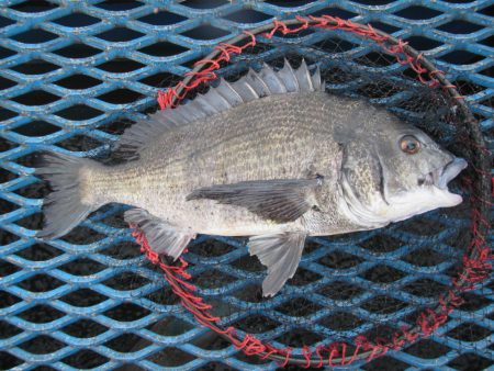 オリジナルメーカー海づり公園(市原市海づり施設) 釣果