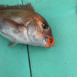 さんさん丸 釣果