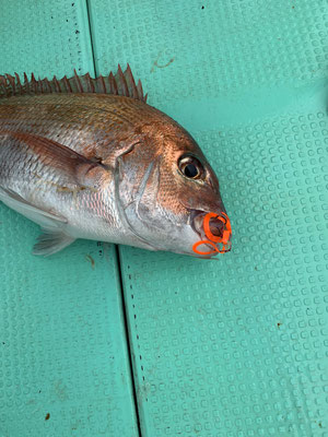 さんさん丸 釣果