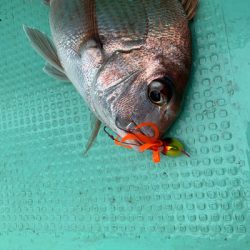 さんさん丸 釣果