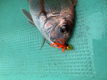 さんさん丸 釣果