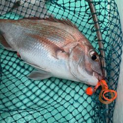 さんさん丸 釣果