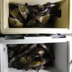 遊漁船 幸友丸 釣果