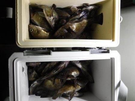 遊漁船 幸友丸 釣果