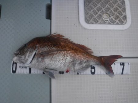 遊漁船 幸友丸 釣果