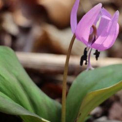 小菅トラウトガーデン 釣果