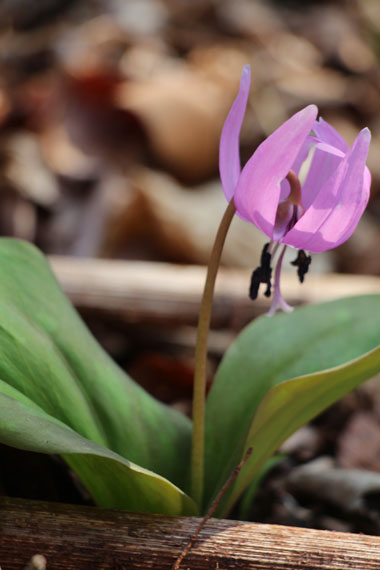 小菅トラウトガーデン 釣果