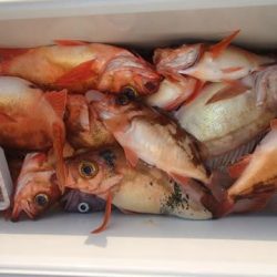 第二むつ漁丸 釣果