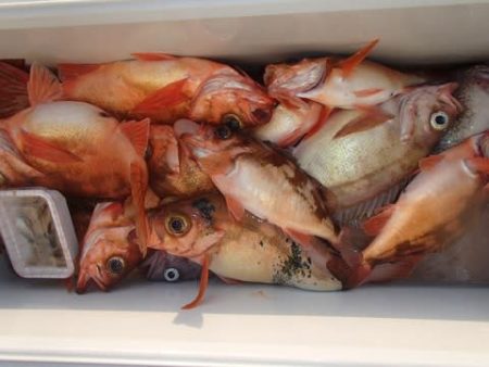 第二むつ漁丸 釣果