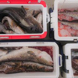 気仙沼　つり丸 釣果