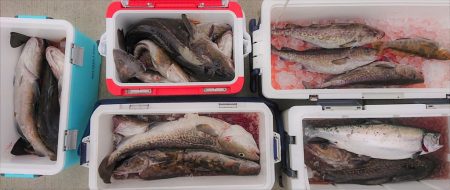 気仙沼　つり丸 釣果