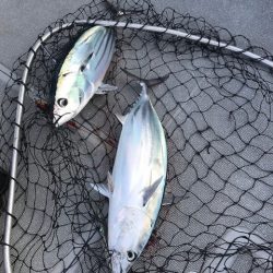 へいみつ丸 釣果