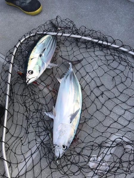 へいみつ丸 釣果