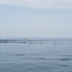 遊漁船 ニライカナイ 釣果