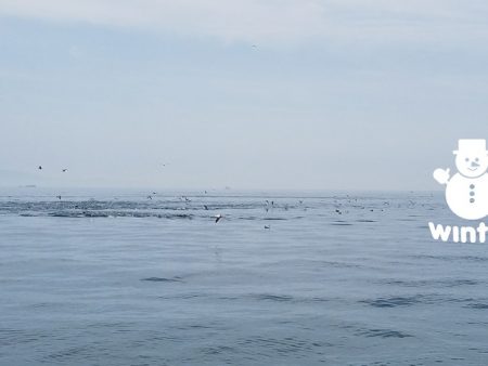 遊漁船 ニライカナイ 釣果