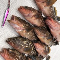 Magic(マジック) 釣果