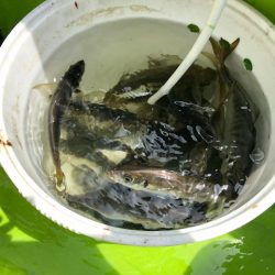 深川 吉野屋 釣果