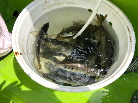 深川 吉野屋 釣果