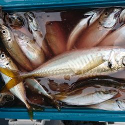 深川 吉野屋 釣果