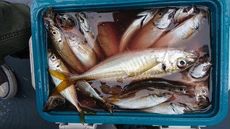 深川 吉野屋 釣果