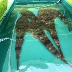 深川　吉野屋 釣果