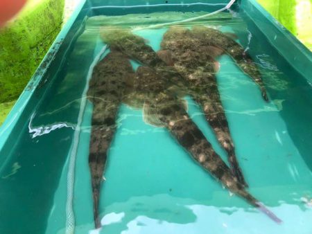 深川　吉野屋 釣果