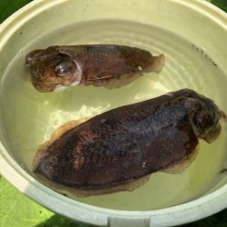 深川 吉野屋 釣果