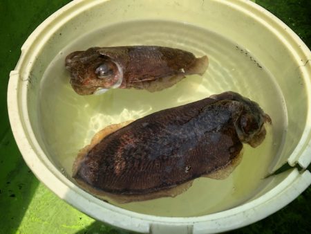 深川 吉野屋 釣果