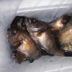 遊漁船 幸友丸 釣果