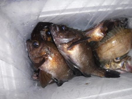 遊漁船 幸友丸 釣果