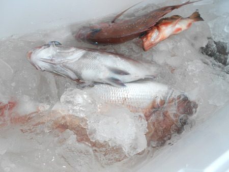 こうゆう丸 釣果