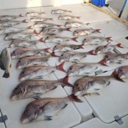 暁〜akatsuki〜 釣果