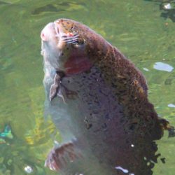 小菅トラウトガーデン 釣果