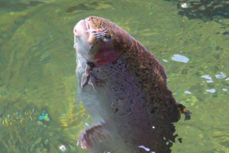 小菅トラウトガーデン 釣果
