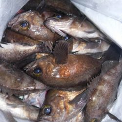 遊漁船 幸友丸 釣果