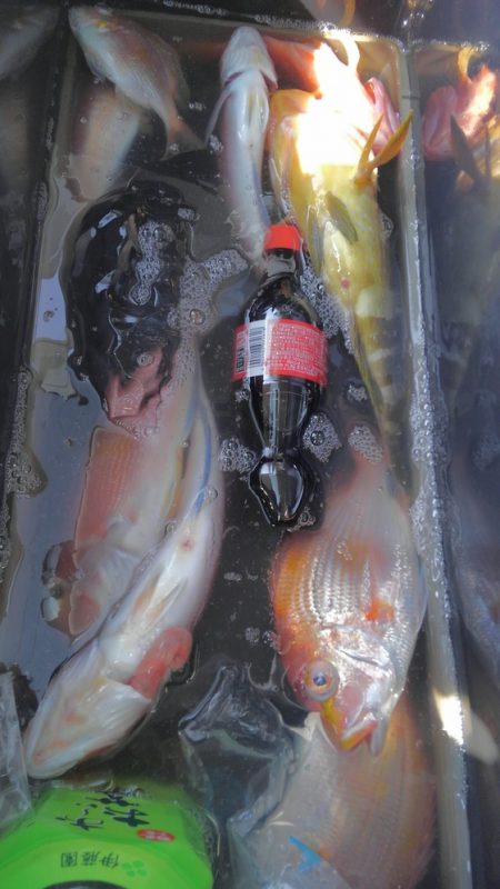 遊漁船 新鋭丸 釣果