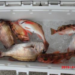 大進丸(新潟) 釣果