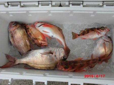 大進丸(新潟) 釣果