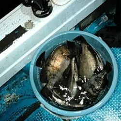 フィッシングガイド りょう 釣果