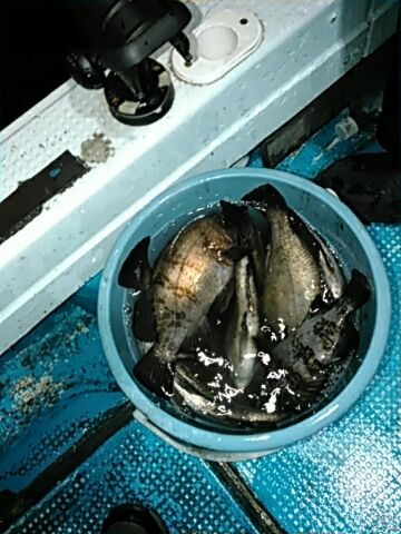 フィッシングガイド りょう 釣果