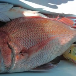 遊漁船 新鋭丸 釣果