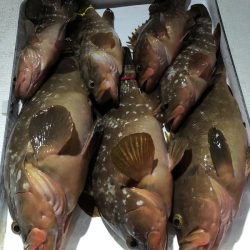 Magic（マジック） 釣果