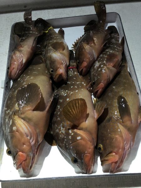 Magic（マジック） 釣果