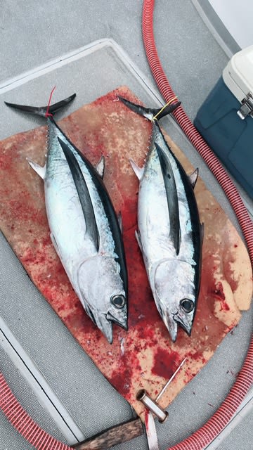 へいみつ丸 釣果