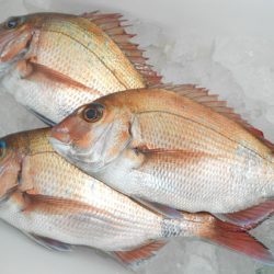 こうゆう丸 釣果