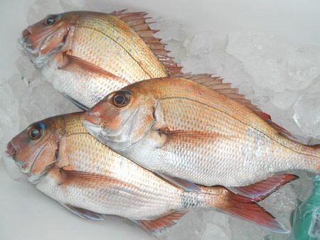 こうゆう丸 釣果