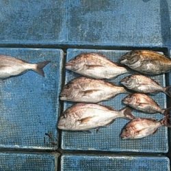 フィッシングガイド りょう 釣果