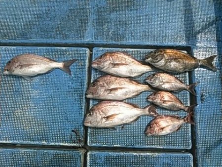 フィッシングガイド りょう 釣果