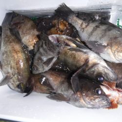 遊漁船 幸友丸 釣果