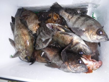 遊漁船 幸友丸 釣果